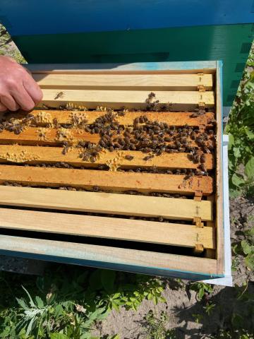 Bees on Frame